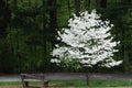 Blooming Tree in Spring