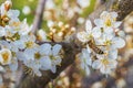 Blooming tree in spring