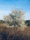 Blooming tree, spring, caet cloud, white, fragrance, wildlife, awakening, sun, beauty, Belarus Royalty Free Stock Photo