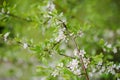 Blooming tree at spring, fresh pink flowers Royalty Free Stock Photo