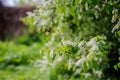 Blooming tree at spring, fresh pink flowers Royalty Free Stock Photo