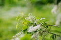 Blooming tree at spring, fresh pink flowers Royalty Free Stock Photo