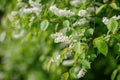 Blooming tree at spring, fresh pink flowers Royalty Free Stock Photo