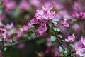 Blooming tree at spring, fresh pink flowers Royalty Free Stock Photo