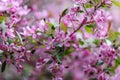 Blooming tree at spring, fresh pink flowers Royalty Free Stock Photo