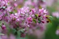 Blooming tree at spring, fresh pink flowers Royalty Free Stock Photo
