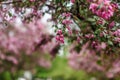 Blooming tree at spring, fresh pink flowers Royalty Free Stock Photo