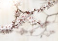 Blooming tree at spring, fresh pink flowers on the branch of fruit tree, plant blossom abstract background Royalty Free Stock Photo