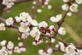 Blooming tree at spring, fresh white flowers on the branch of fruit tree, plant blossom abstract blooming background Royalty Free Stock Photo