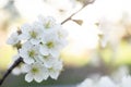 Blooming tree in spring, fresh white flowers on a fruit tree branch Royalty Free Stock Photo