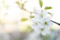 Blooming tree in spring, fresh white flowers on a fruit tree branch. Royalty Free Stock Photo