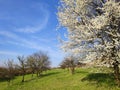 Blooming tree spring rural landscape Royalty Free Stock Photo