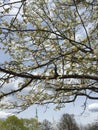 A blooming tree in spring