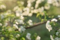 Blooming tree in spring time. Blurred background