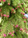 Blooming tree Spruce Acrocona Picea abies Acrocona. Selective focus Royalty Free Stock Photo