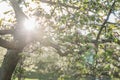 Blooming tree at sunshine in spring in the park Royalty Free Stock Photo