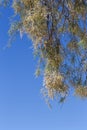 Blooming tree (Tamarix aphylla) on an spring, sunny day close-up Royalty Free Stock Photo