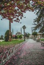 Blooming tree and view of The Sultan Ahmed Mosque Blue Mosque and fountain view from the Sultanahmet Royalty Free Stock Photo