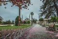 Blooming tree and view of The Sultan Ahmed Mosque Blue Mosque and fountain view from the Sultanahmet Royalty Free Stock Photo