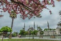 Blooming tree and view of The Sultan Ahmed Mosque Royalty Free Stock Photo