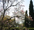 Blooming tree in Vorontsov Castle Crimea peninsula Royalty Free Stock Photo