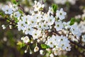 Blooming tree with white beautiful flowers