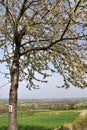 A blooming tree with white flowers and in the background fields, villages and windmills Royalty Free Stock Photo