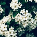 Blooming tree with white flowers