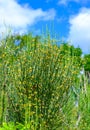 Blooming treelike Ephedra in the garden, Ukraine Royalty Free Stock Photo