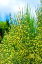 Blooming treelike Ephedra in the garden, Ukraine Royalty Free Stock Photo