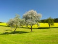 Blooming trees