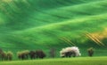 Blooming trees against green fields in spring in South Moravia