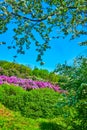 The blooming trees and bushes in spring Kyiv Botanical Garden, Ukraine Royalty Free Stock Photo