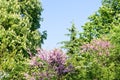 Blooming trees in the park
