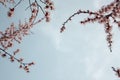 Blooming trees. frame. spring