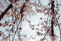 Blooming trees. frame. spring