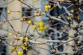 Blooming trees in the garden of Kamakura. Royalty Free Stock Photo