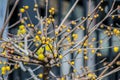 Blooming trees in the garden of Kamakura. Royalty Free Stock Photo