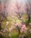 Blooming trees heralding the arrival of life after the turmoil of war. Abandoned landscape. AI generation