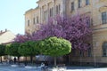 Blooming trees on Klapka square in KomÃÂ¡rno Royalty Free Stock Photo