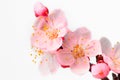 Blooming trees macro. Pink apricot or cherry blossoms on a white isolated background Royalty Free Stock Photo