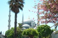 blooming trees and palms around the sultan ahmet mosque the blue mosque . istanbul turkey Royalty Free Stock Photo