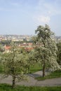 Blooming trees in Petrin Hill, spring in Prague.