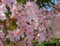 Blooming trees with pink flowers in Pompeii garden, Italy. Blossom and spring concept.