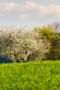 Blooming trees in spring bright sunlight meadow spring