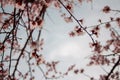 Blooming trees. spring. frame