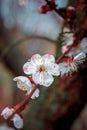 Blooming trees. spring