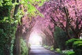 Blooming trees in spring