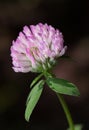 Blooming trefoil Royalty Free Stock Photo