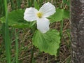 Blooming Trillium Grandiflorum flower framed by grass and a tree